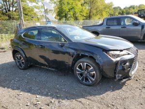 Auction Photos